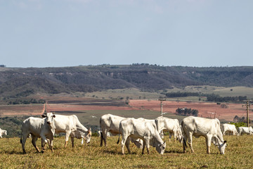nelore cattle on pasture in Brazil