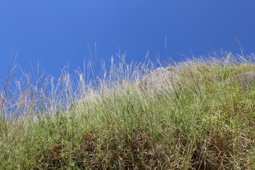 grass and sky