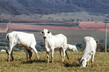 nelore cattle on pasture in Brazil
