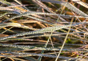 Snowflakes on dry grass in the morning