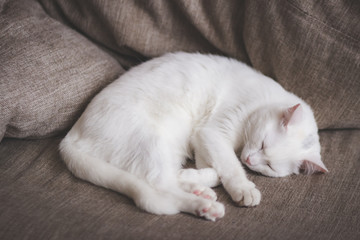 White cat sleeps on a beige sofa