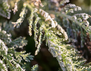 Snowflakes on green grass in the morning