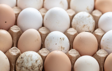Fresh chicken eggs in industrial mud as a background