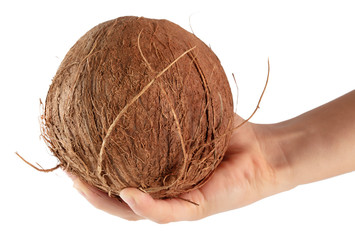 Coconut in a hand is isolated on a white background