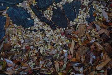 たくさんの落ち葉