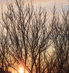 Obraz premium Tree branches on a sunset background