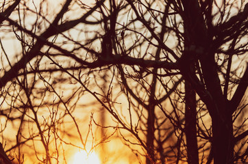 Tree branches on a sunset background