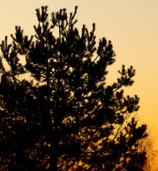 Obraz premium Coniferous branches on a background of sunset