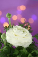 ranunculi.White ranunculus close-up on a purple background with golden bokeh. delicate floral background in cold colors.