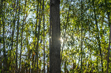 A sliver of sun peeking from behind a tree surrounded by green leaves and young bamboo