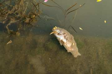 Dead fish floated in the dark water, water pollution