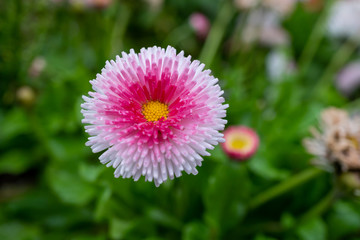 Fototapeta premium Beautiful pink flower with a green background - Daisy Pink Bellis Perennis Super Enorma