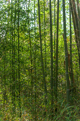 Plakat A dense thicket of very tall green bamboo