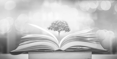 The concept of education by planting a tree of knowledge in the opening of an old book in the library and the magical magic of light that flies to the destination of success. Beautiful background