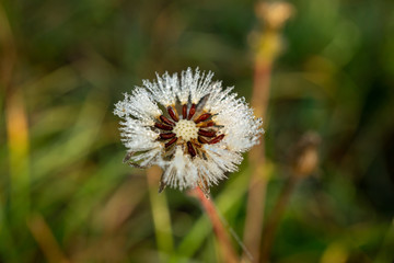 Frozen white flower with water drops