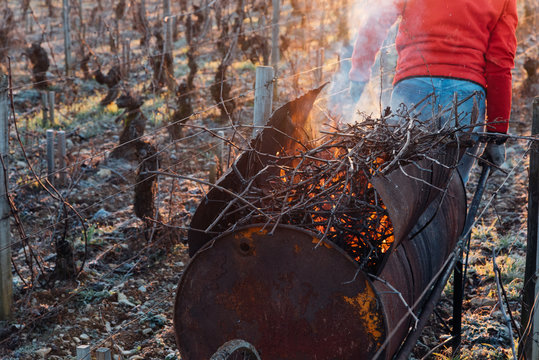 un ouvrier viticole t&acirc;cheron travaillant dans les vignes avec une brouette en feu dans les vignes de Meursault