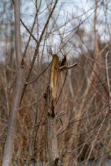 Brown trees without leafs