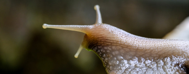 Big snail in shell crawling on road, summer day in garden, A common garden snail climbing on a stump, edible snail or escargot, is a species of large, edible, air-breathing land.