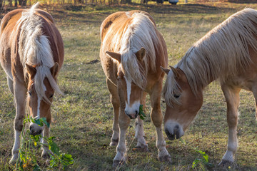 drei Pferde auf einer weide