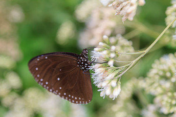 Close up shot of a Euploea Midamus butterfly eating
