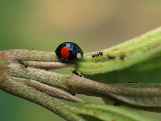 Close up shot of Greater Lady Beetles and ants