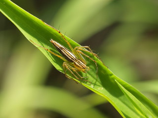Close up shot of a Tibellus oblongus spirder stop on the leaf