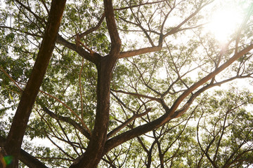 morning at public park ,forest with light from sun 