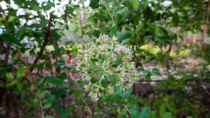 Pluchea sericea, commonly called arrowweed or Cachanilla, is a rhizomatous evergreen shrub of riparian areas in the lower Sonoran Desert and surrounding areas
