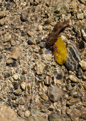 leaves lie at the bottom of the river