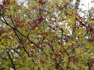 Zanthoxylum simulans or Chinese prickly-ash, a shrub with spines on stems, knobs on branches, black seeds of reddish brown berries, producing Sichuan pepper with unique aroma