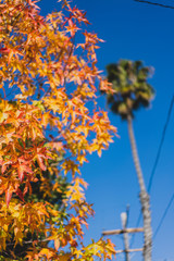 autumn leaves against blue sky