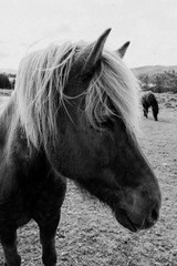 Icelandic Horse Black and White