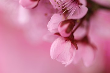 spring cherry flowers background.cherry pink flowers close-up on a blurred pink background. Spring tender floral background in pastel colors. soft focus.Close up of cherry blossom flower