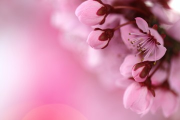 Fototapeta na wymiar spring cherry flowers .cherry pink flowers close-up on a blurred pink background. Spring tender floral background in pastel colors. soft focus.Close up of cherry blossom flowers