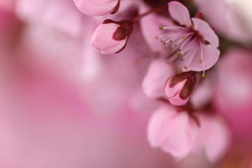 Fototapeta na wymiar spring cherry flowers background.cherry pink flowers close-up on a blurred pink background. Spring tender floral background in pastel colors. soft focus.Close up of cherry blossom flowers