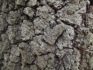 The surface of the tree bark.