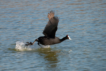 Red- Knobbed Coot in El Hondo Spain.