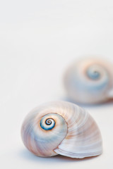 Neverita Duplicata Shark Eye Sea Snail Shell