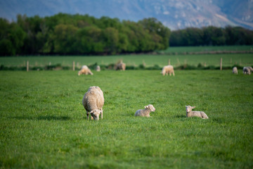 Flock Of Sheep In Cattle Farm 