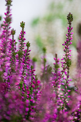 Calluna flowers in a garden