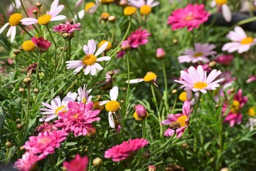 Fototapeta premium field of flowers in the garden
