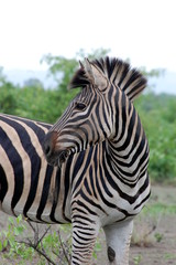 Fototapeta na wymiar Zebra profile, Kruger National Park 