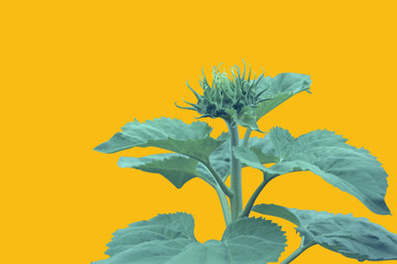 sunflower tree with sunflower bud is on yellow background with clipping path for sunflower plant