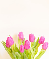 vibrant violet colored tulip flowers on plain white background, studio shot