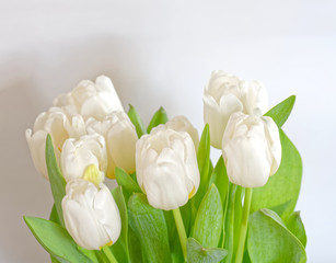 bright white tulip flowers on white background close up