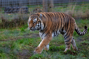 Fototapeta na wymiar Tiger walking across grass