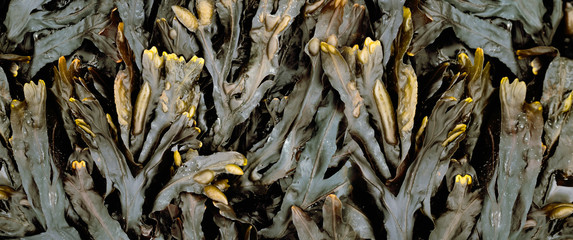 Irish seaweed plant