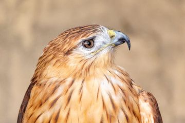 Long legged buzzard closeup portrait