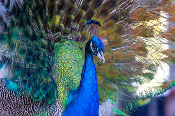 Beautiful male peacock, closeup portrait