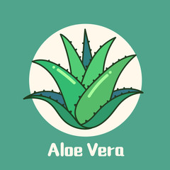 Aloe vera plant vector flat design illustration